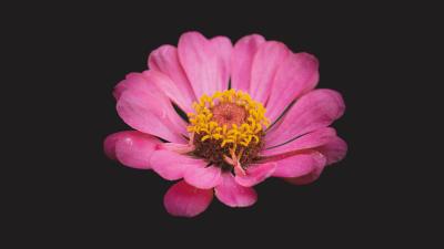 Zinnia flower pink image 4k wallpaper