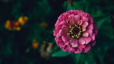 Zinnia flower pink 4k wallpaper