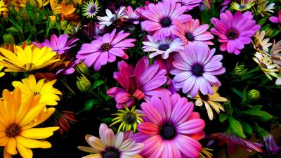 purple yellow daisy flowers 4k wallpaper