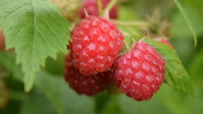 Raspberries berries branch ripe leaves 4k wallpaper