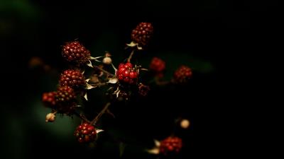 Raspberries berries dark 4k wallpaper