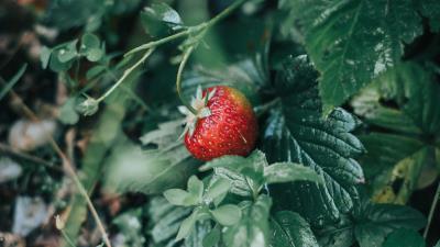 Strawberries berry red 4k wallpaper