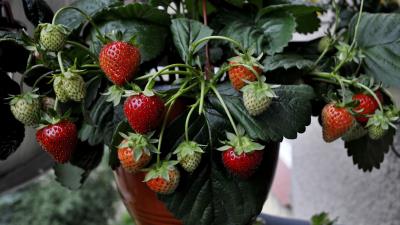 Strawberries strawberry berries 4k wallpaper