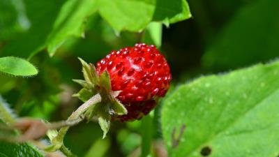 Strawberry berry branch fruit 4k wallpaper