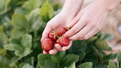 Strawberry berry hands 4k wallpaper