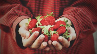 Strawberry hands berries harvest 4k wallpaper