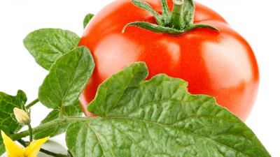 Tomato flower leaves white background 4k wallpaper