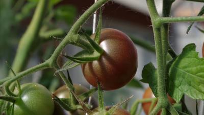 Tomato twig vegetable image 4k wallpaper