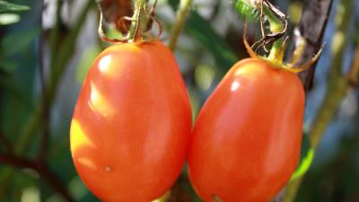 Tomatoes branch ripe 4k wallpaper