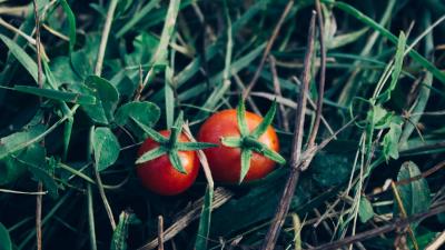 Tomatoes herbs vegetables 4k wallpaper