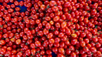 Tomatoes tomato vegetables harvest 4k wallpaper