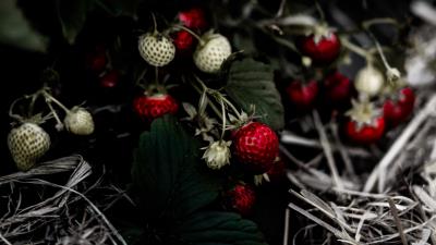 Wild strawberries berry leaves 4k wallpaper