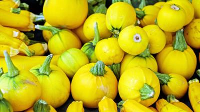 Zucchini vegetable many 4k wallpaper