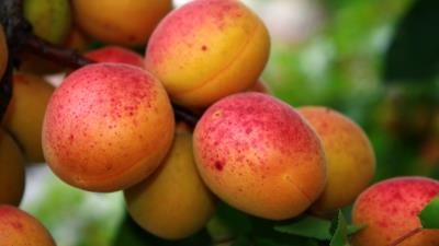 Apricot branches fruit ripe 4k wallpaper