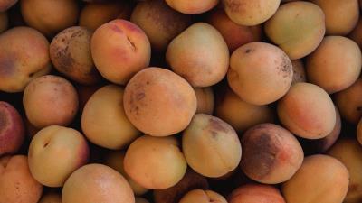 Apricots fruit yellow 4k wallpaper