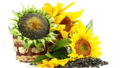 Basket flowers sunflowers sunflower seeds white background 4k wallpaper