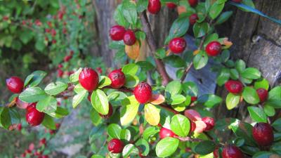 Berries shrubs nature 4k wallpaper