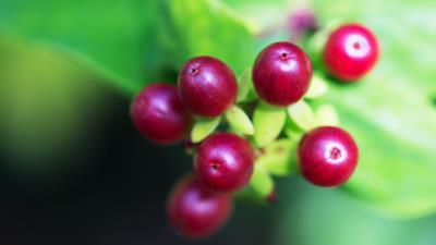 Berry branch close up 4k wallpaper