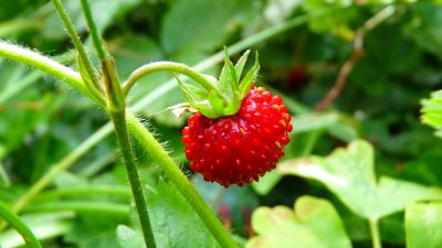Berry wild berry ripe leaves 4k wallpaper