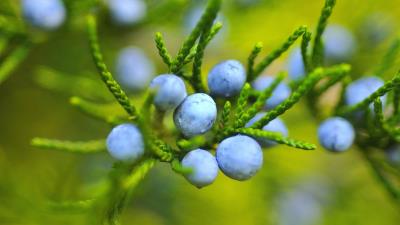 Bilberry Fruits 4k wallpaper