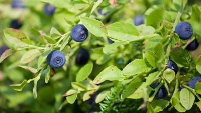 Bilberry Wallpaper 4k wallpaper