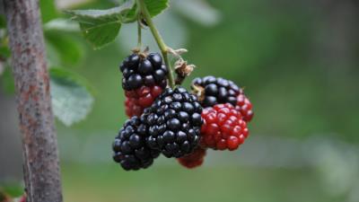 Blackberries berries branch 4k wallpaper