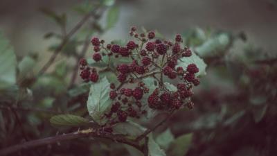 Blackberries berries bush 4k wallpaper