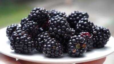 Blackberries dish ripe berries 4k wallpaper