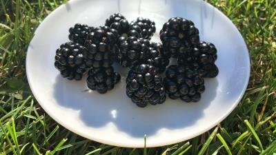 Blackberry berry plate grass 4k wallpaper