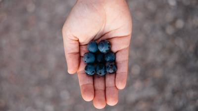 Blueberries berry ok 4k wallpaper