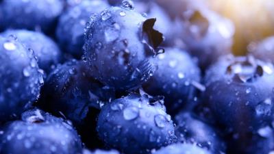 Blueberries hd 4k wallpaper