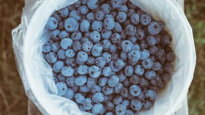 Blueberry berries package 4k wallpaper