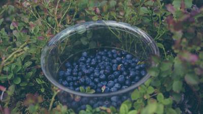 Blueberry berries plate collection 4k wallpaper