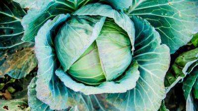 Cabbage head out vegetable 4k wallpaper