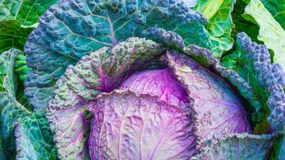 Cabbage vegetable leaves 4k wallpaper