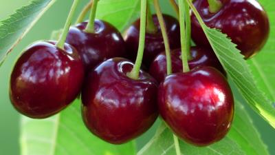 Cherries cherry branch berries 4k wallpaper
