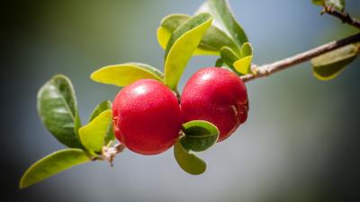 Cherry berries leaves branch fruit 4k wallpaper