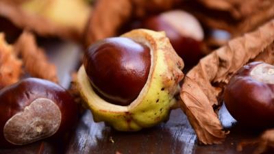 Chestnut fruit ripe 4k wallpaper