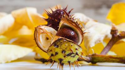 Chestnut horse chestnut seeds 4k wallpaper