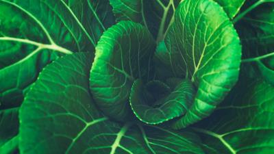 Chinese cabbage leaves vegetable 4k wallpaper