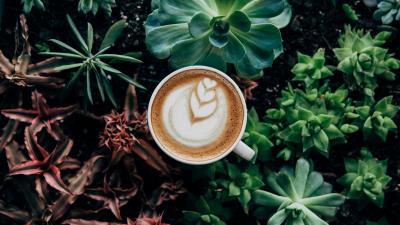 Coffee foam plants 4k wallpaper
