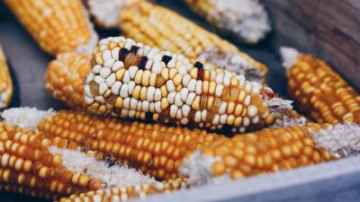 Corn cobs vegetables 4k wallpaper
