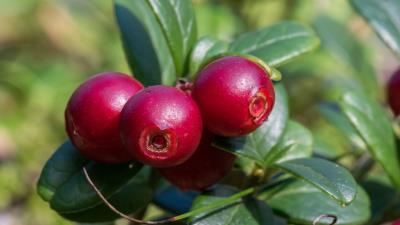 Cranberries berries branch 4k wallpaper