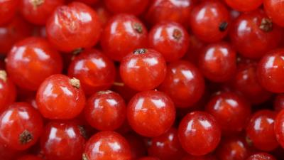 Currant berry red currant 4k wallpaper