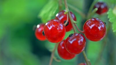 Currant berry ripe branch 4k wallpaper