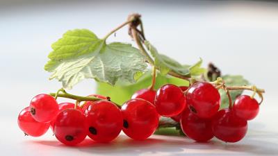 Currants branches leaves herbs 4k wallpaper