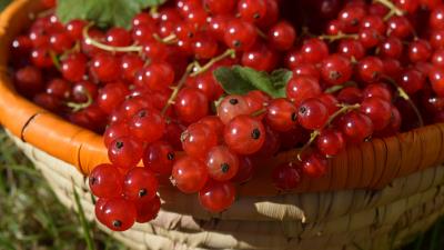 Currants red currants berries ripe basket 4k wallpaper