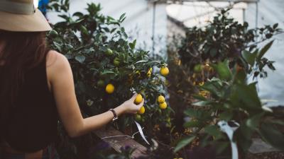Fruit tree hand greenhouse 4k wallpaper