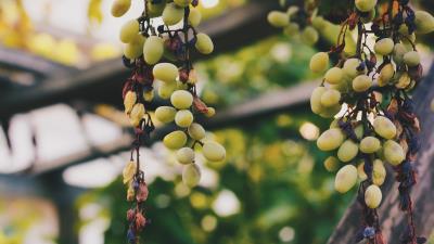 Grapes vine berries 4k wallpaper