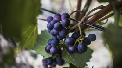 Grapes vine fruits 4k wallpaper